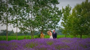 Purple Haze Lavender Farm