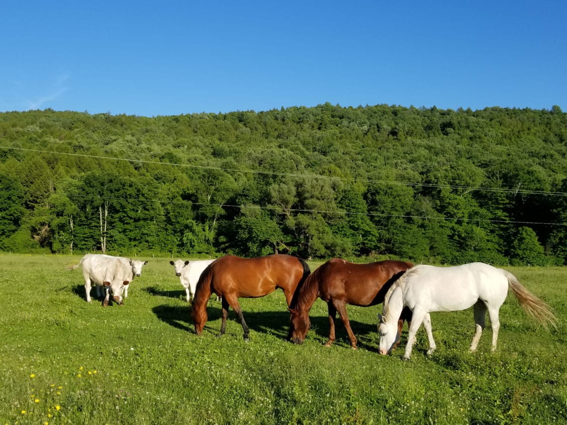 2018-06-17 11.34.59 1.jpg