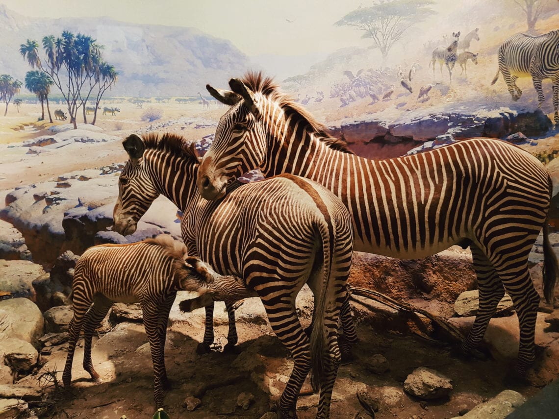 2017-12-04 07.30.42 1.jpg