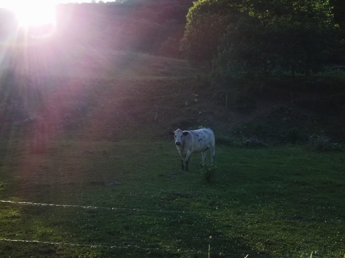 2018-06-17 11.35.16 1.jpg