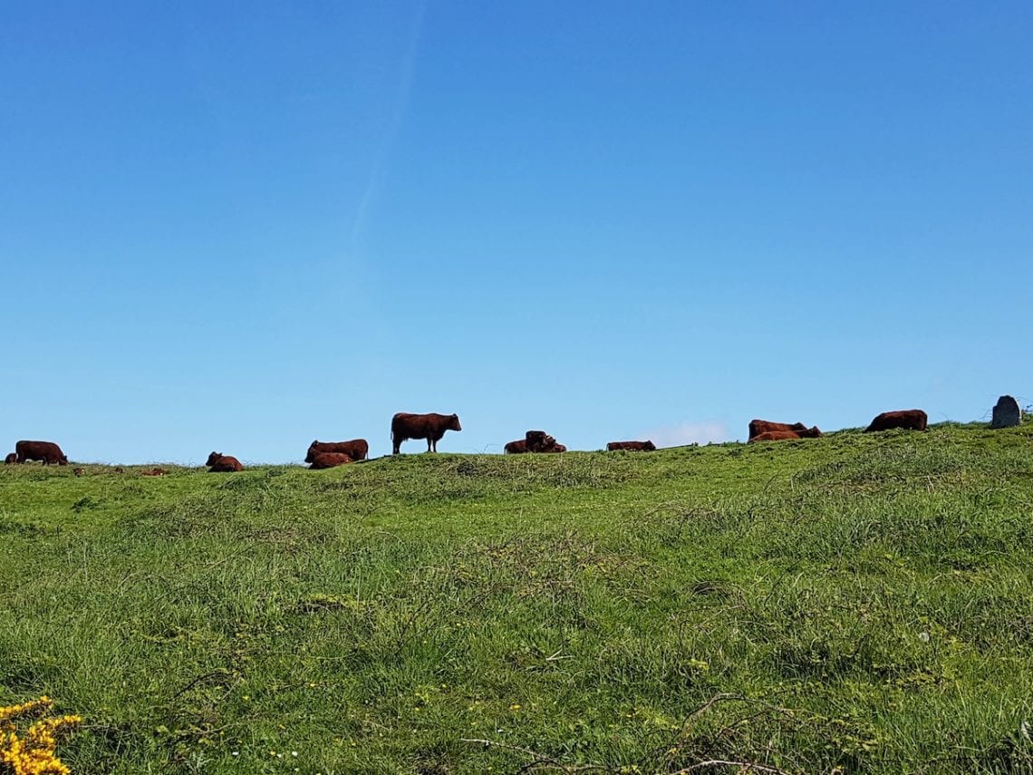 2017-05-06 09.50.52 2.jpg